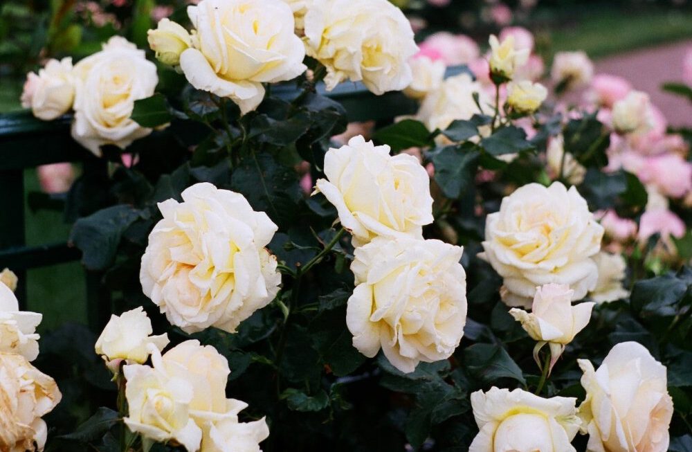 Odkryj bogactwo odmian krzewów róż sprzedawanych w szkółkach