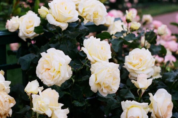 Odkryj bogactwo odmian krzewów róż sprzedawanych w szkółkach